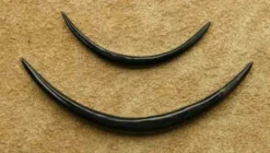 Dehnungssichel Ohrpiercing Horn Stärke: 4 - 8mm